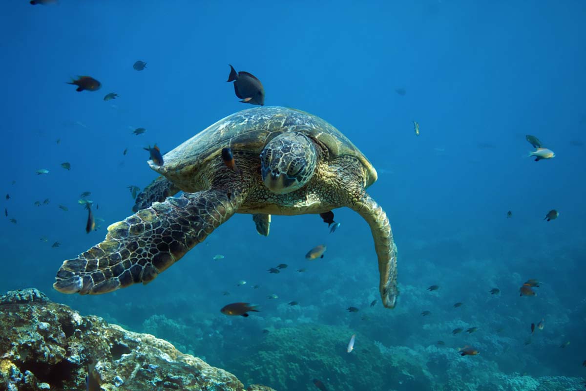 The funds raised with Honu, half cat and half turtle, will be used to save the sea turtles of Antigua, Barbuda and British Virgin Islands