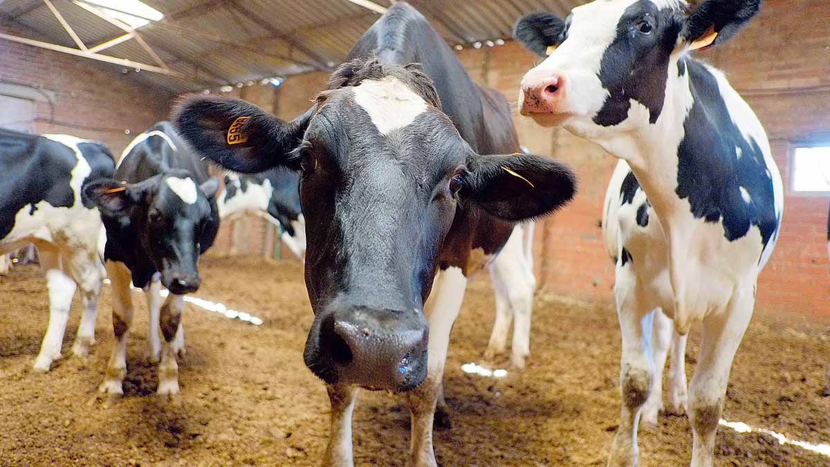 The Association of Dairy Producers of the United States recently announced that they will use blockchain technology, with the purpose of tracking the supply chain of dairy products