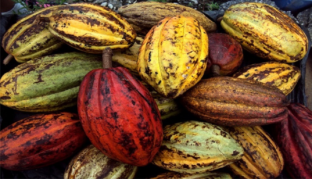 Cacaoteros venezolanos aumentarán producción a 60.000 toneladas