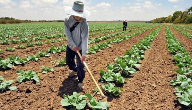 Agricultural production is in danger due to the rains