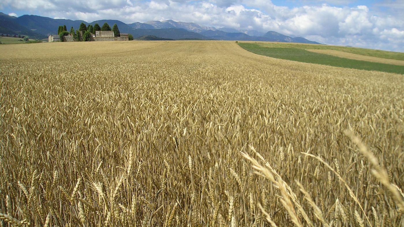 Arkady Zlochevsky afirmó que Rusia ha incrementado un 20 por ciento sus reservas de cereales como consecuencia de las sanciones impuestas por occidente