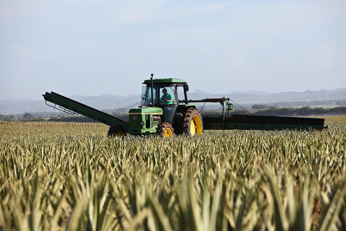 Rusia suministrará grano gratis a países africanos