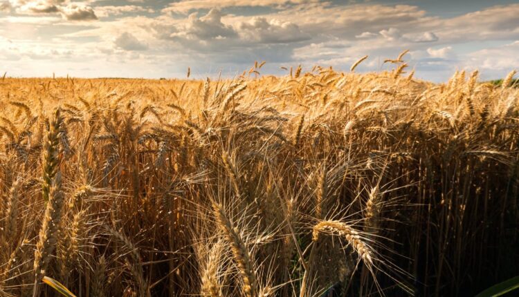 La tendencia de los cereales en el mundo es bajista, debido a los costos del trigo blanco y la cebada