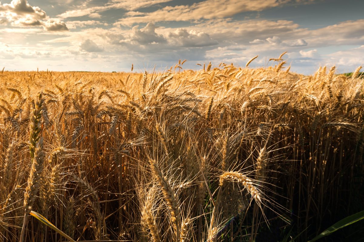 La tendencia de los cereales en el mundo es bajista, debido a los costos del trigo blanco y la cebada