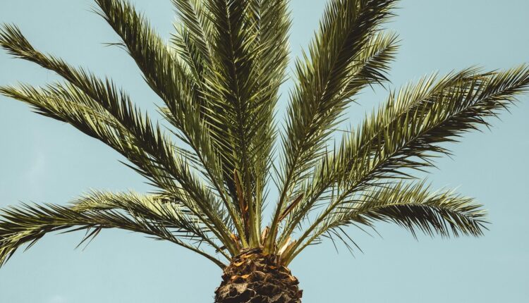 A través de la firma de cartas de intención entre los gobiernos de Cuba y Venezuela, ambas naciones se comprometieron a incrementar la producción de aceites y grasas mediante la siembra de palma aceitera