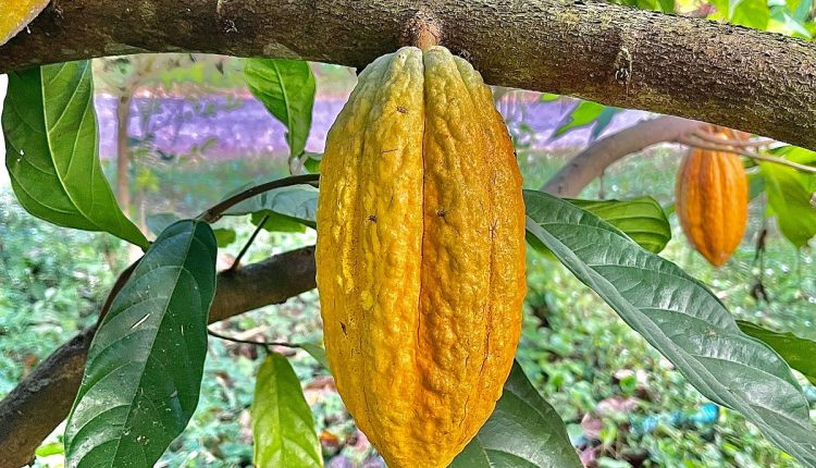 El cacao y los camarones están entre los productos no petroleros que Venezuela planea exportar a India, según indicó la Vicepresidenta Ejecutiva, Delcy Rodríguez en su visita al país asiático para sostener un encuentro con el ministro de Comercio e Industria local, Piyush Goyal