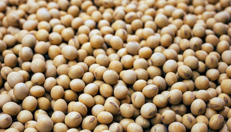 El presidente de Venezuela, Nicolás Maduro, informó de la implementación de un plan para aumentar la siembra de soya en 30 mil hectáreas