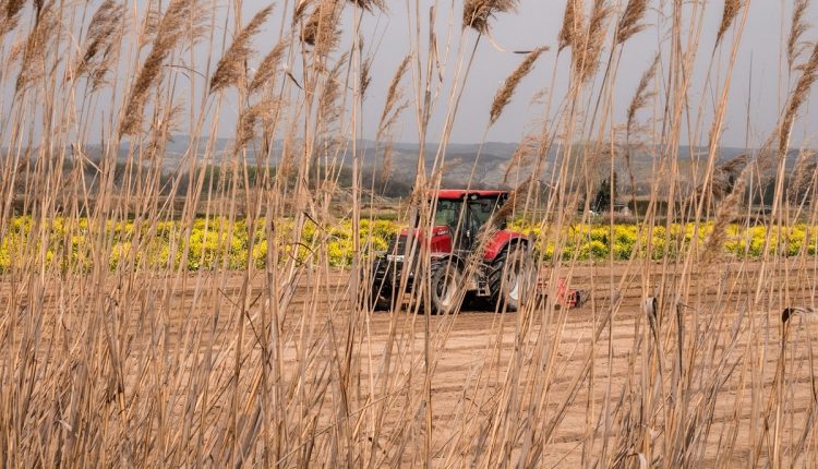 El gobierno de Venezuela suscribió un acuerdo con Dubái y Suiza en materia agrícola para garantizar la seguridad alimentaria, promover la sostenibilidad, optimizar la producción y comercialización de cereales
