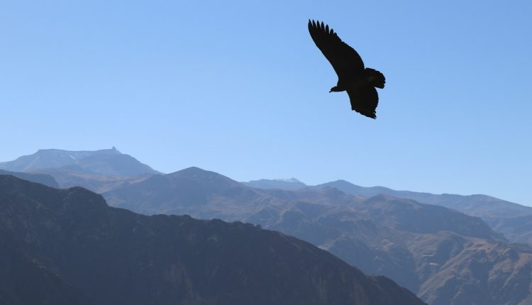 La organización Mundo Safari está desarrollando un plan para la conservación del cóndor andino. En Venezuela solo quedan 10 ejemplares en cautiverio de esta ave