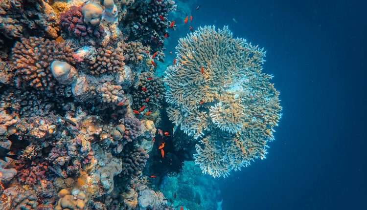 Investigadores del Instituto Venezolano de Investigaciones Científicas (IVIC) desarrollan un proyecto para la conservación de los arrecifes de coral, como parte del Como parte de la sexta transformación denominada Ecosocialismo, Ciencia y Tecnología que se inserta en el plan de las 7T del Plan de Gobierno 2025-2031