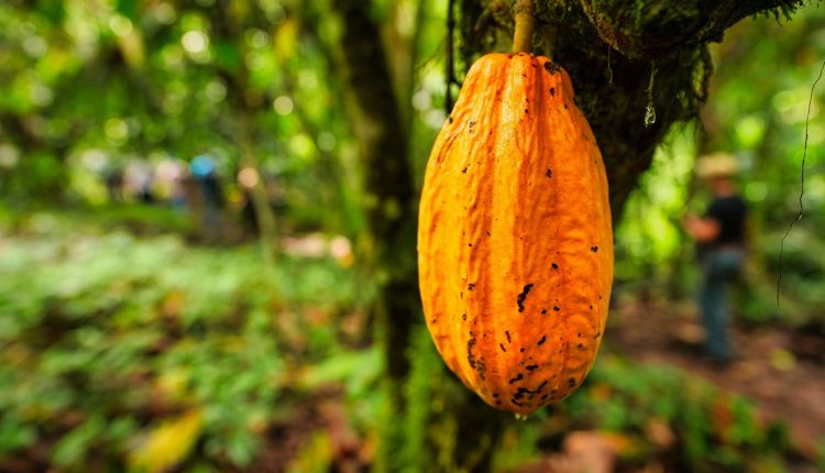 Problemas como la sequía y plagas dañinas a las cosechas de cacao a nivel global, han desplazado del primer lugar a Costa de Marfil y Ghana para cederle el puesto a Ecuador, en América Latina