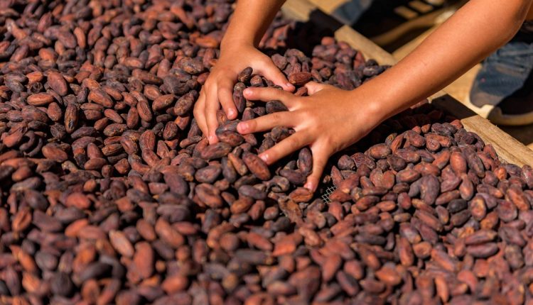La producción anual de cacao en Venezuela se ubica en 16 mil toneladas, de las cuales la nación sudamericana exporta 50 %, según la Asociación Nacional de Productores de Cacao