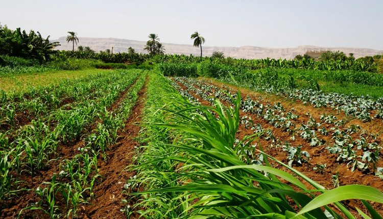 Las zonas de producción agrícola en los Andes de Venezuela, unas 150 hectáreas, sufrieron pérdidas cuantiosas a cauda de las lluvias recientes, según indicó el presidente de Fedeagro, Osman Quero Pérez