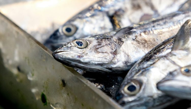 Las previsiones de exportación de pez tajalí desde Venezuela hacia Chin en 2025 se ubica en 280 toneladas