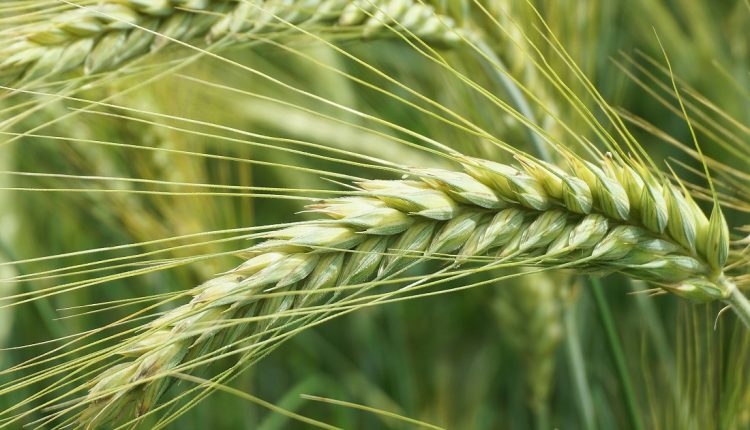 En Venezuela, se estima el consumo de harina de trigo al año en 1.200.000 toneladas, de acuerdo con el presidente de la Federación Venezolana de Industriales de la Panificación y Afines (Fevipan), Tomás Ramos