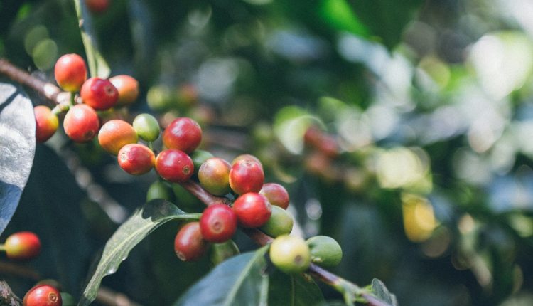 La producción de café se extendió en Venezuela a 250 mil hectáreas durante el presente año, según indicó el presidente del país, Nicolás Maduro