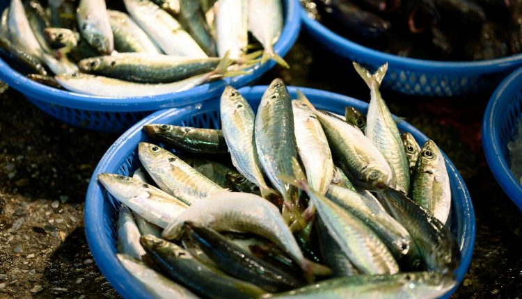 De acuerdo con la Autoridad de la Zona Económica Especial La Guaira, Marcos Meléndez, este mes fueron exportadas hacia Europa más de 100 toneladas de productos pesqueros, principalmente pulpo