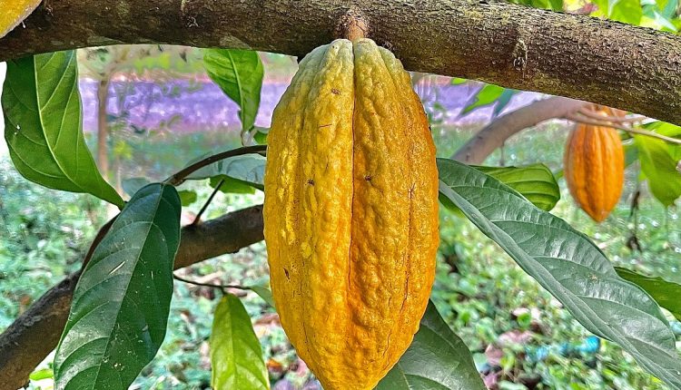 Durante la reciente conferencia de la ONU fue presentado el Convenio Internacional del Cacao 2026, que además de establecer los objetivos de la industria coloca al productor e en el eje central