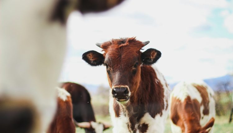 Del 13 al 17 de mayo se efectuará en Caracas, por cuarto año consecutivo, la Expoferia Nacional del campo, con la participación de productores, empresas, inversionistas y representantes del sector agroalimentario del país