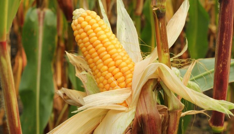 El presidente de la Sociedad Venezolana de Ingenieros Agrónomos, Saúl Elías López, indicó que la producción actual de maíz abarca 50 % de la demanda. Destacó que el país está importando toneladas de Brasil y Argentina y se espera que se incremente por los efectos de la sequía
