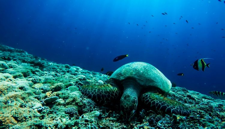 De acuerdo con un estudio realizado por científicos de la Universidad de California San Diego, Estados Unidos, señala que el nivel de oxígeno en los océanos se está reduciendo de manera alarmante, lo cual podría tener consecuencias devastadoras para el planeta