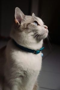 (Imagen referencial: Lion Mxrk en Unsplash)