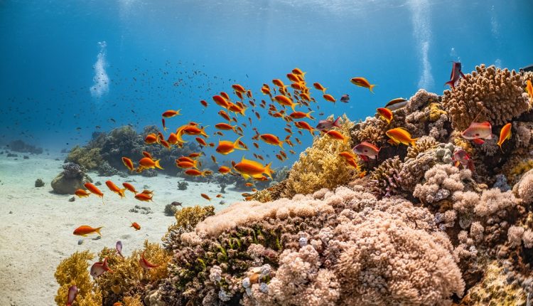 En un trabajo conjunto del Ministerio del Poder Popular para Ciencia y Tecnología (Mincyt) y el Instituto Oceanográfico de Venezuela (IOV), adscrito a la Universidad de Oriente (UDO), científicos llevan a cabo el piloto de un proyecto para la conservación y restauración de ecosistemas coralinos